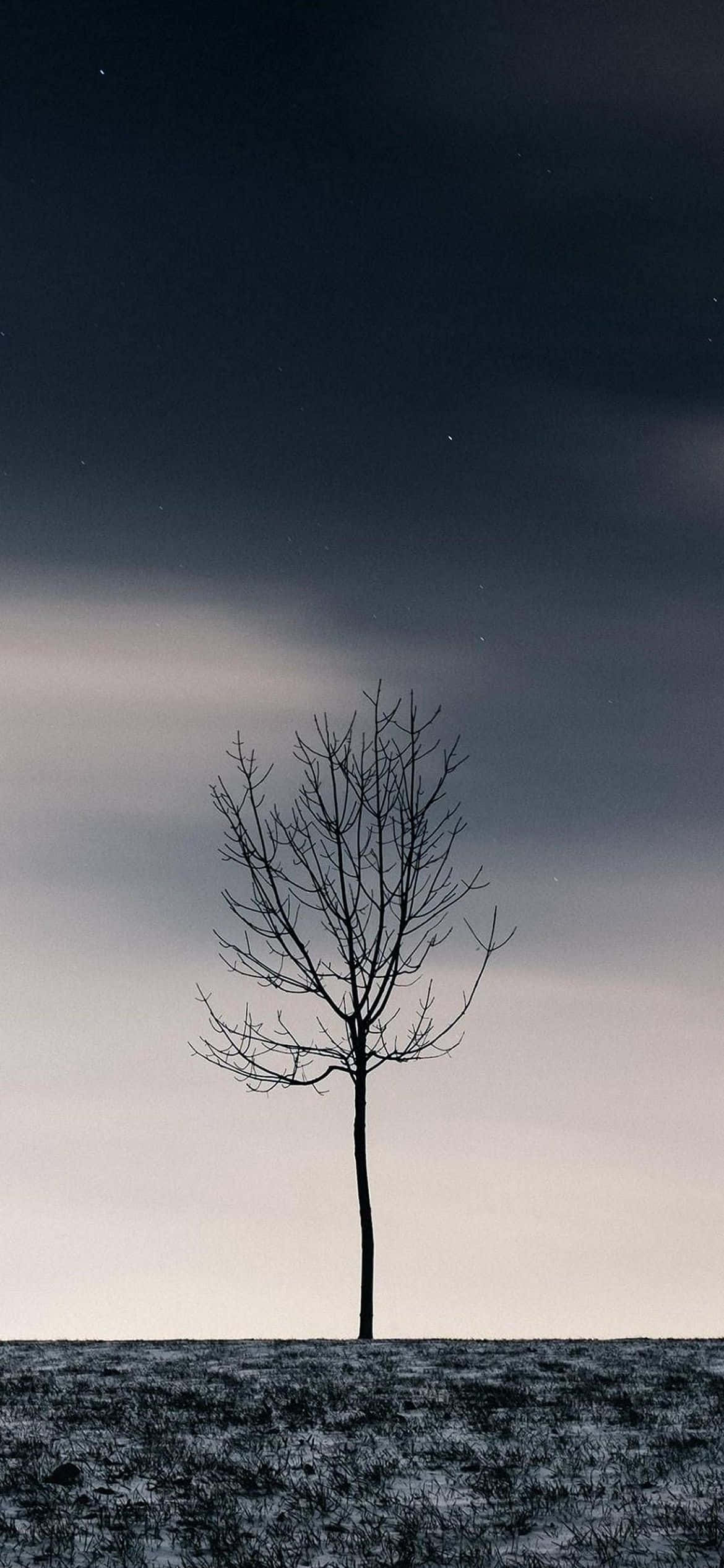 田野中央的一棵孤樹 壁紙