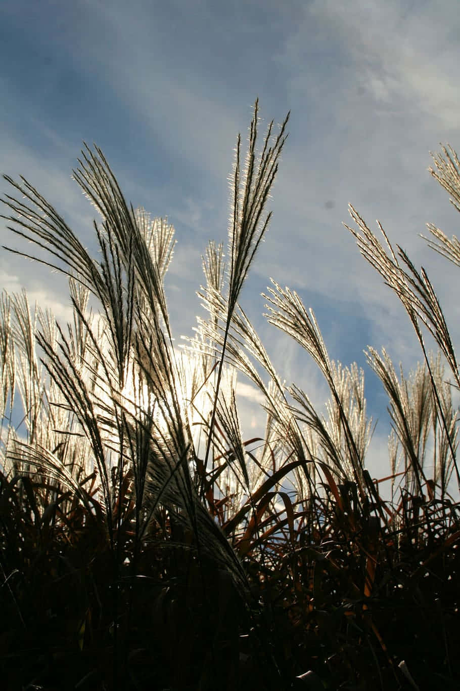 田野中的 Pampas Grass 背景 壁紙 — 剪影般的觀賞草在柔和藍天與縷縷白雲的襯托下，因背光而閃耀。