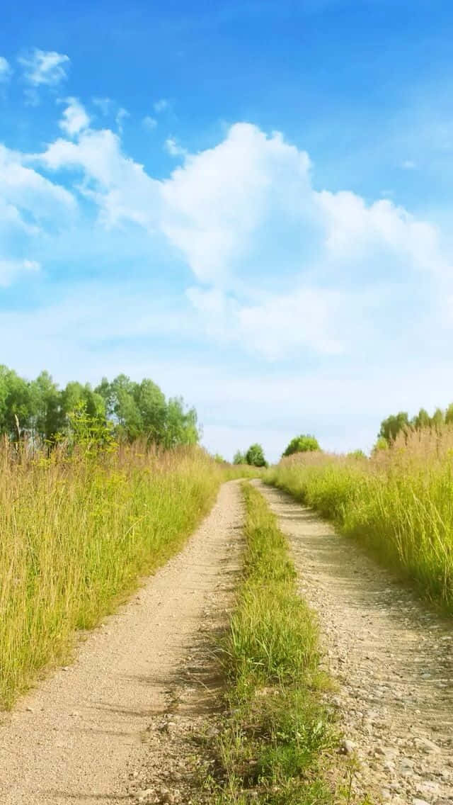 一條穿過高草的泥土小徑，上方是晴朗的藍天和白雲。