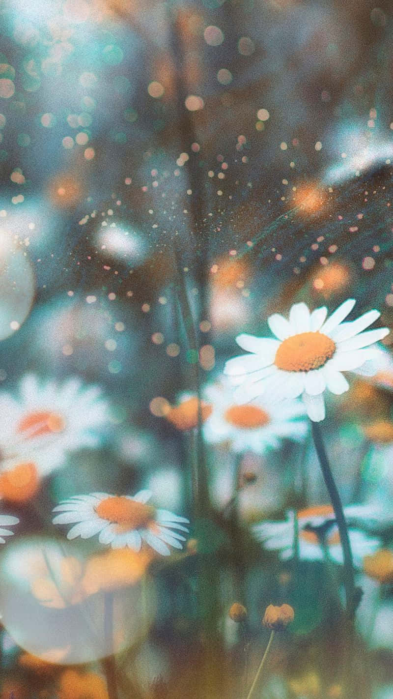 田野中的雛菊，背景模糊 壁紙