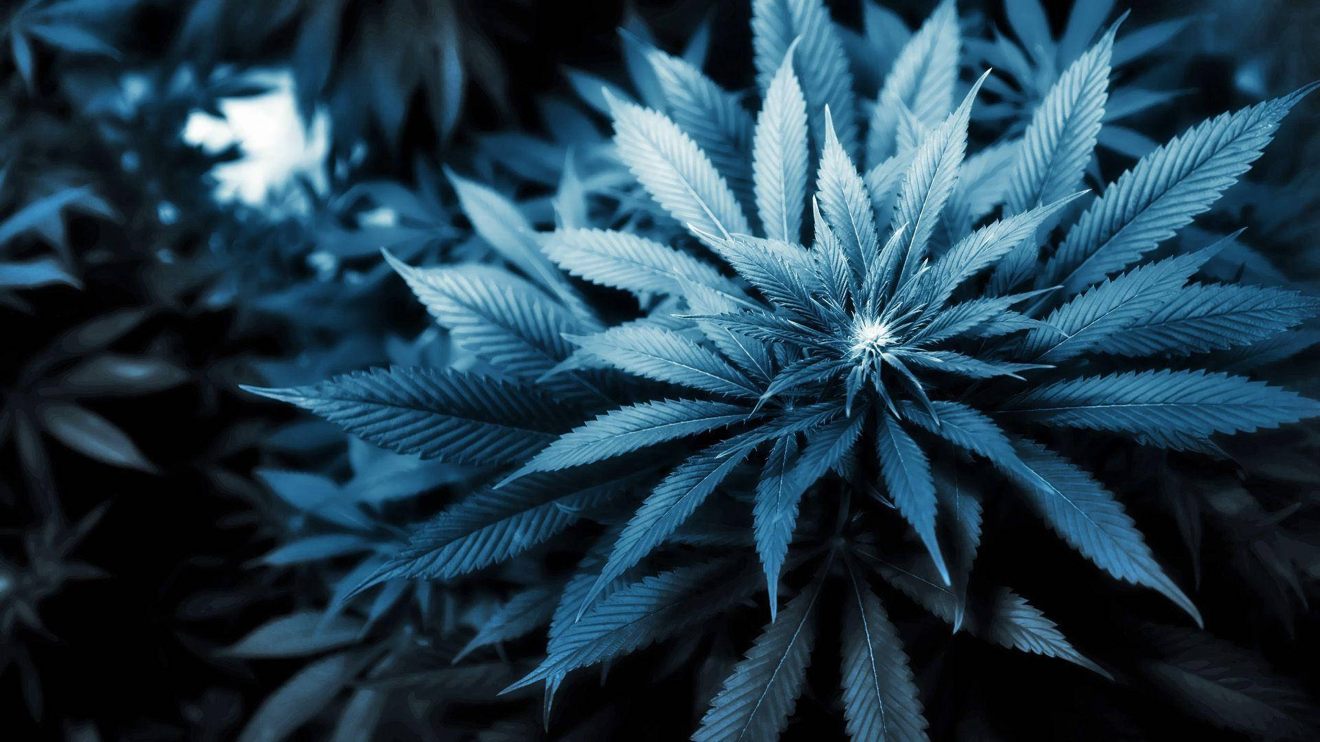 陰影背景中帶有詳細葉片的藍色調大麻植物。