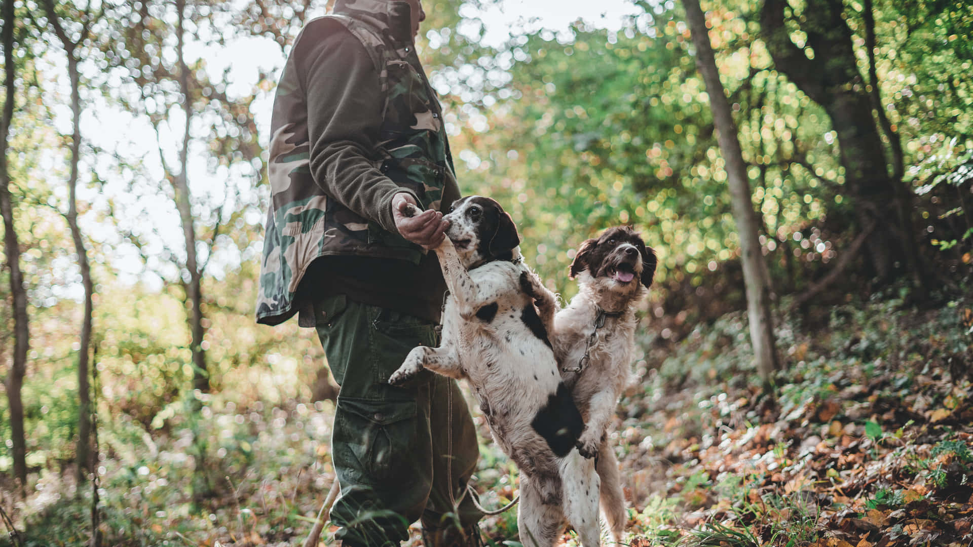 身穿迷彩服的獵人在落葉森林中餵養兩隻西班牙獵犬。