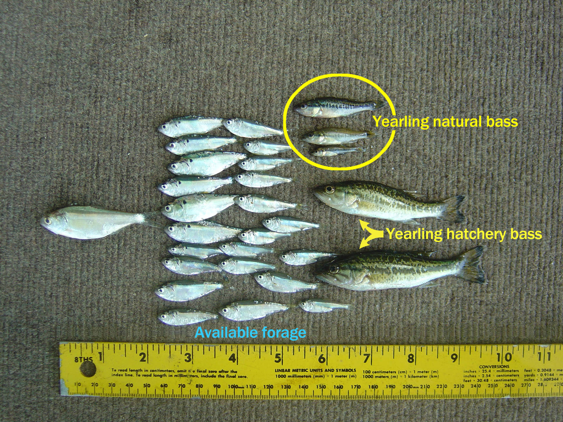 標籤為一歲天然和養殖鱸魚的魚類標本，附有尺子作大小比較。