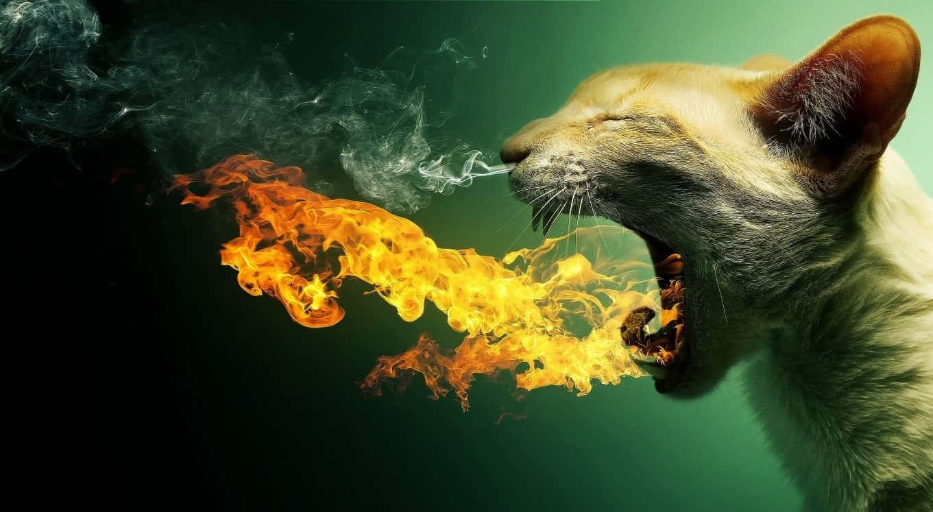 一隻貓張開嘴，煙霧繚繞，呼出火焰。