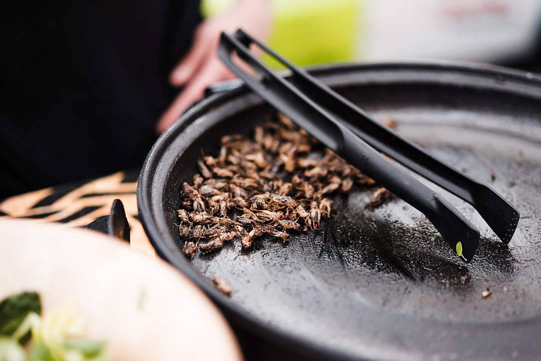 黑烤盤上的烤蚱蜢，附近有夾子。