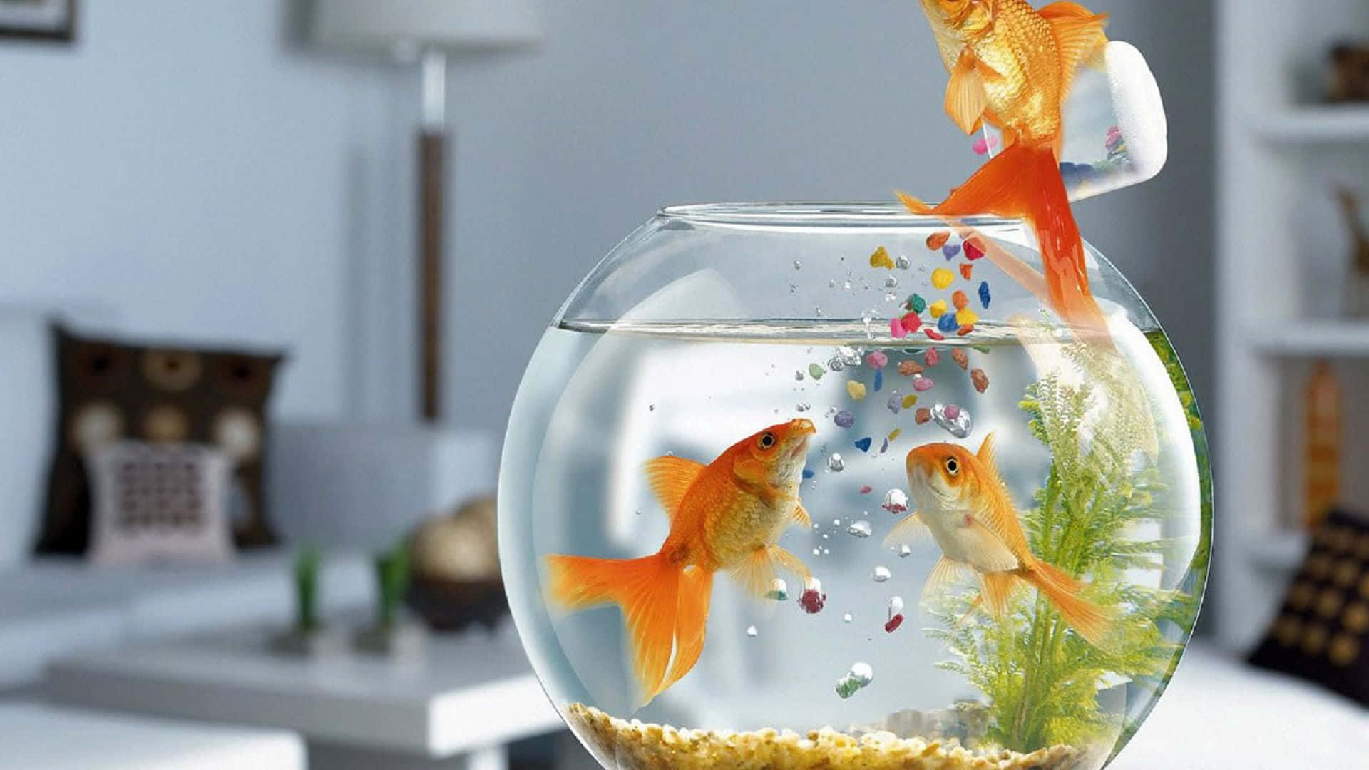 金魚跳進魚缸，碎石落下