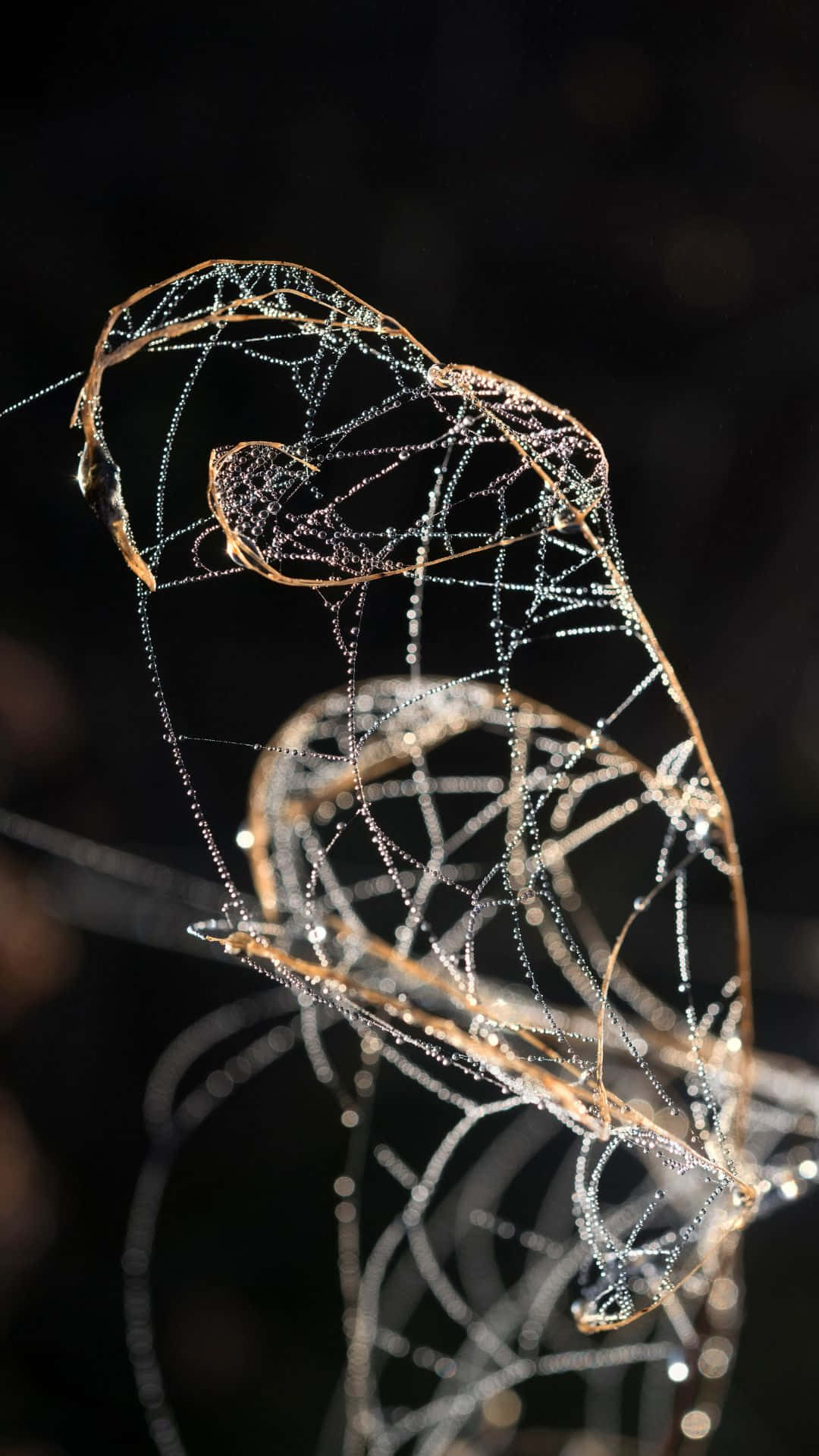 在深色背景下閃爍著露珠的蜘蛛網。