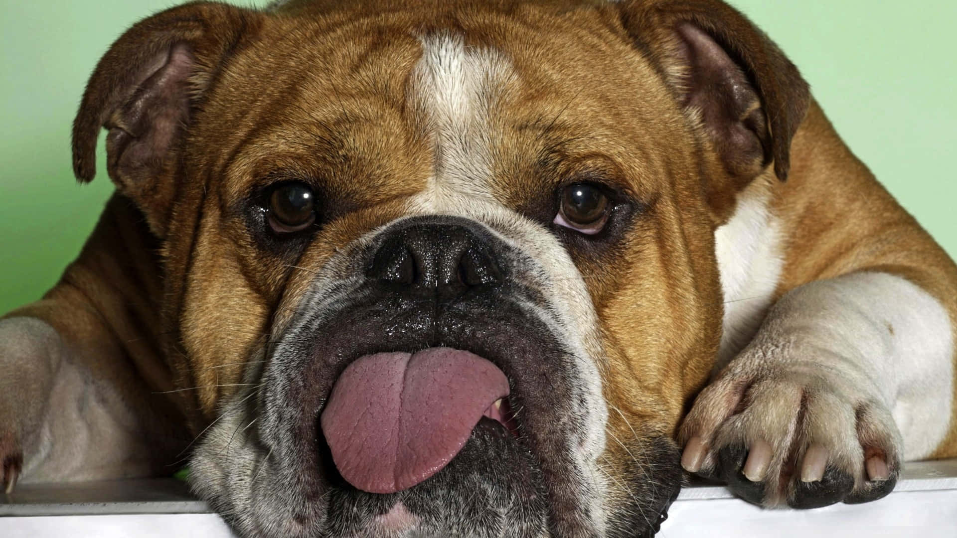 疲憊的柴犬鬥牛犬圖片 壁紙 — 一隻棕色和白色的鬥牛犬伸出舌頭，在白色表面上休息，背景為綠色的特寫。