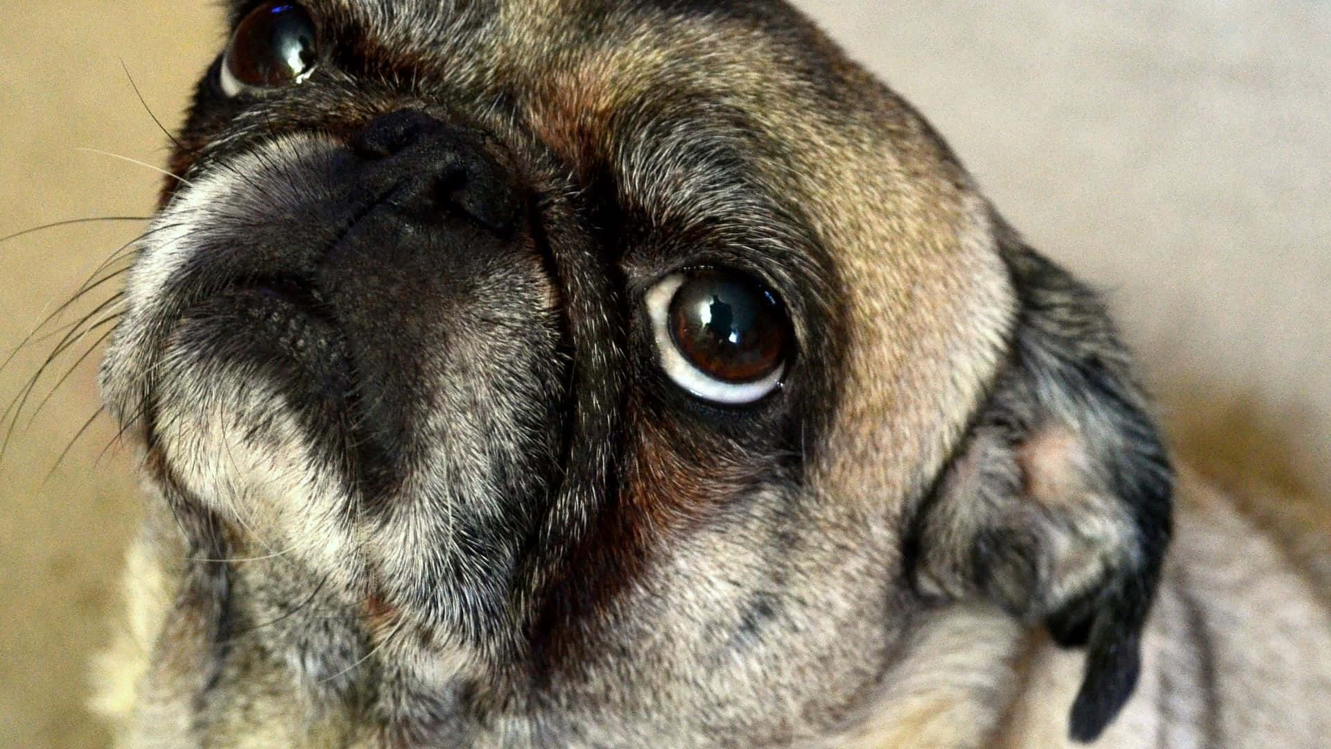 一隻有著大棕色眼睛的八哥犬抬頭看著相機。