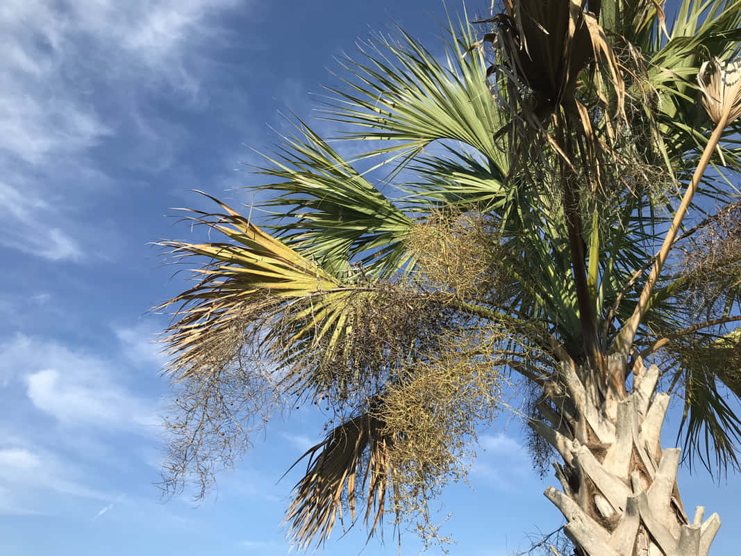 病態棕櫚樹與陰沉天空圖 壁紙 — 一棵高大的棕櫚樹，帶有綠色和黃色的葉子，在晴朗的藍天和白雲中搖曳。