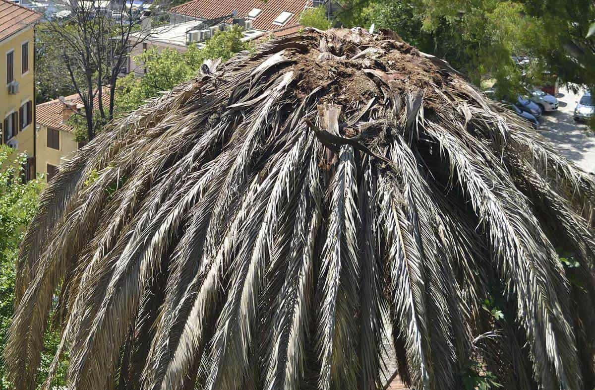 病態棕櫚樹頂視圖 壁紙 — 大型乾燥棕櫚葉冠的近距離特寫，陽光照射下的紋理，背景是陶瓦屋頂建築和綠樹。