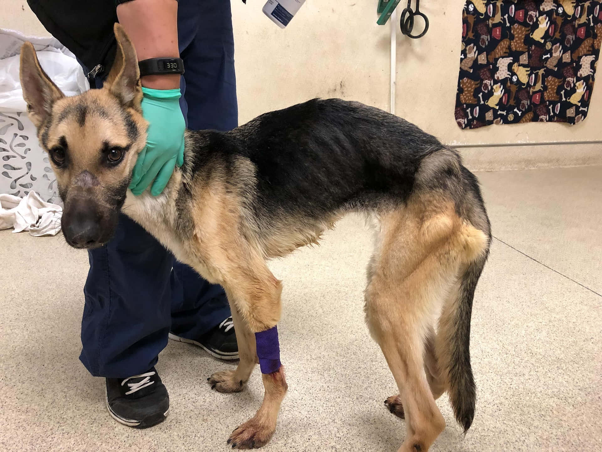 德國牧羊犬纏著繃帶的腿在診所被獸醫扶著。