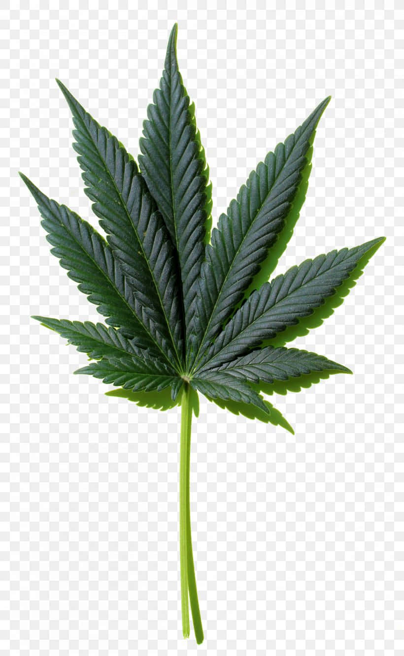 一片綠色的大麻葉，邊緣呈鋸齒狀，葉脈可見。