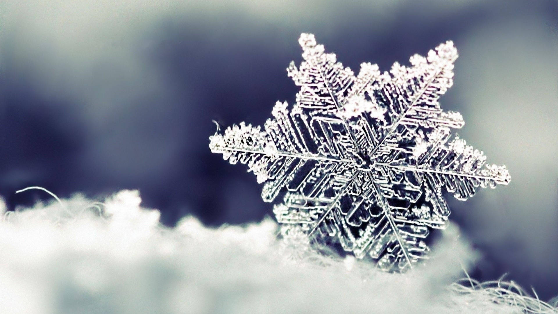 雪地上的詳細雪花，帶有冰冷的藍色背景。