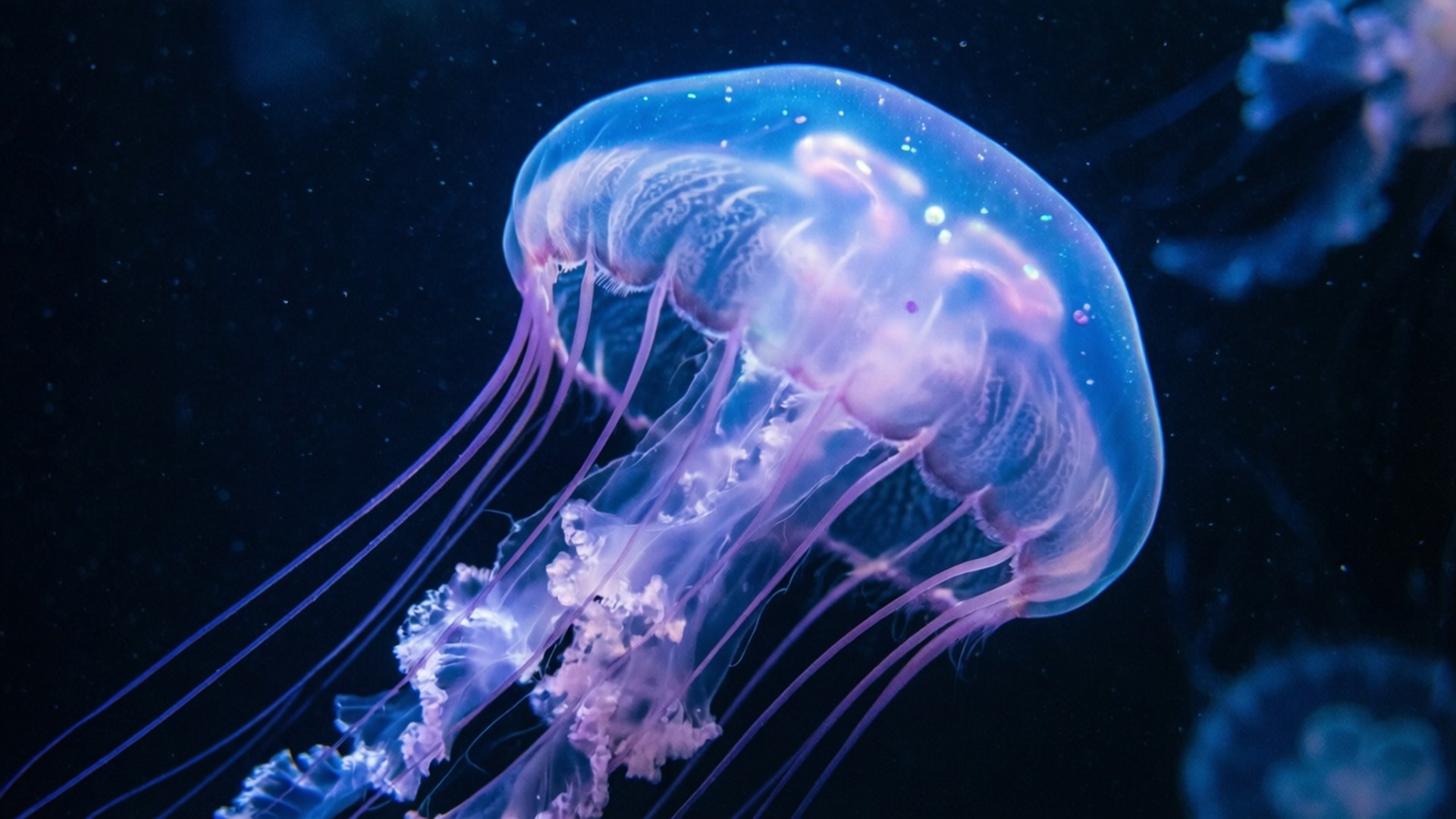 在黑暗海水中漂浮的發光水母，帶有紫色觸手。