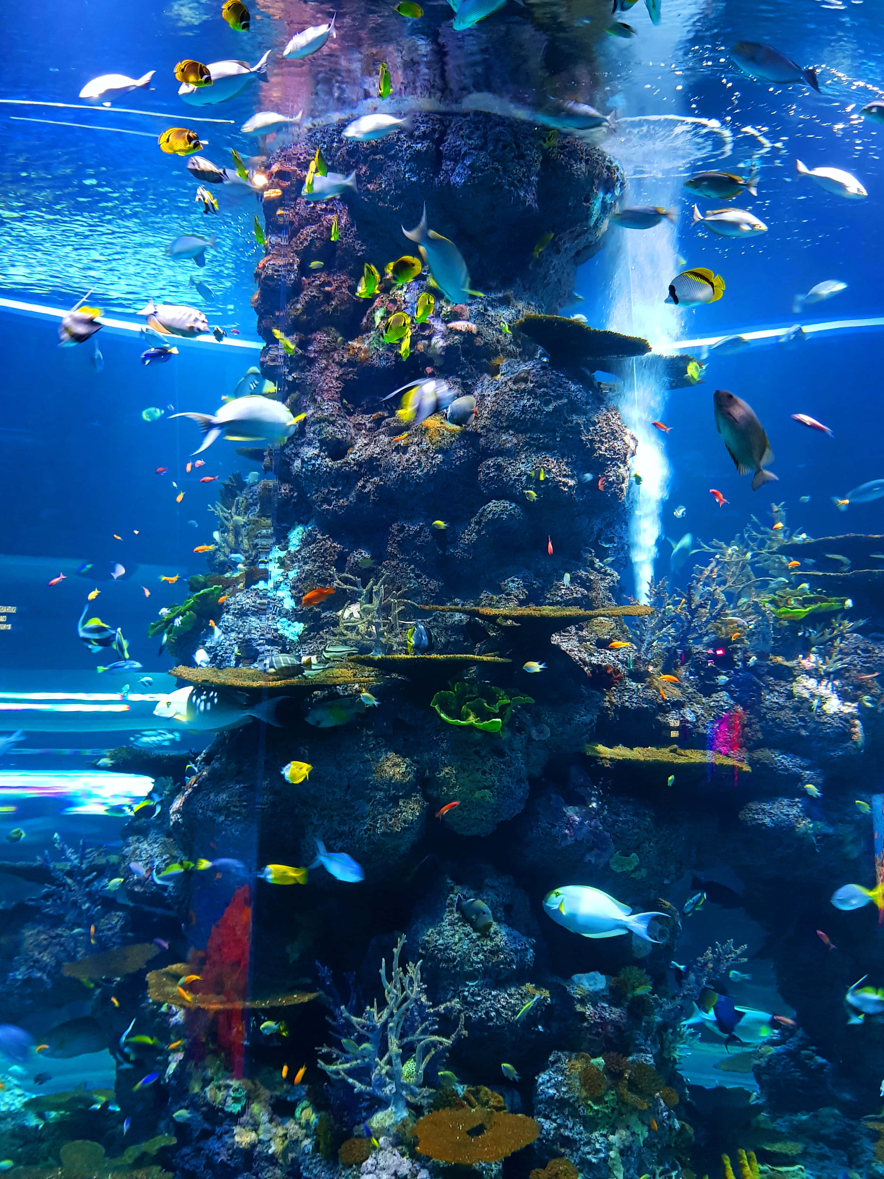發光水母照亮海洋深處 壁紙 — 色彩繽紛的熱帶魚在一個巨大的水族箱中圍繞著高聳的珊瑚礁結構游動，中央有水流噴射。