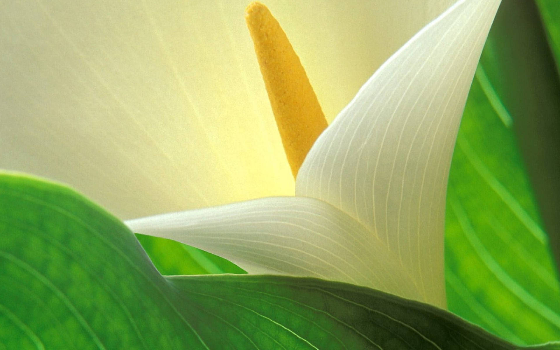 發光白百合花 壁紙 — 白色馬蹄蓮的特寫，帶有黃色肉穗花序，周圍環繞著茂密的綠葉。