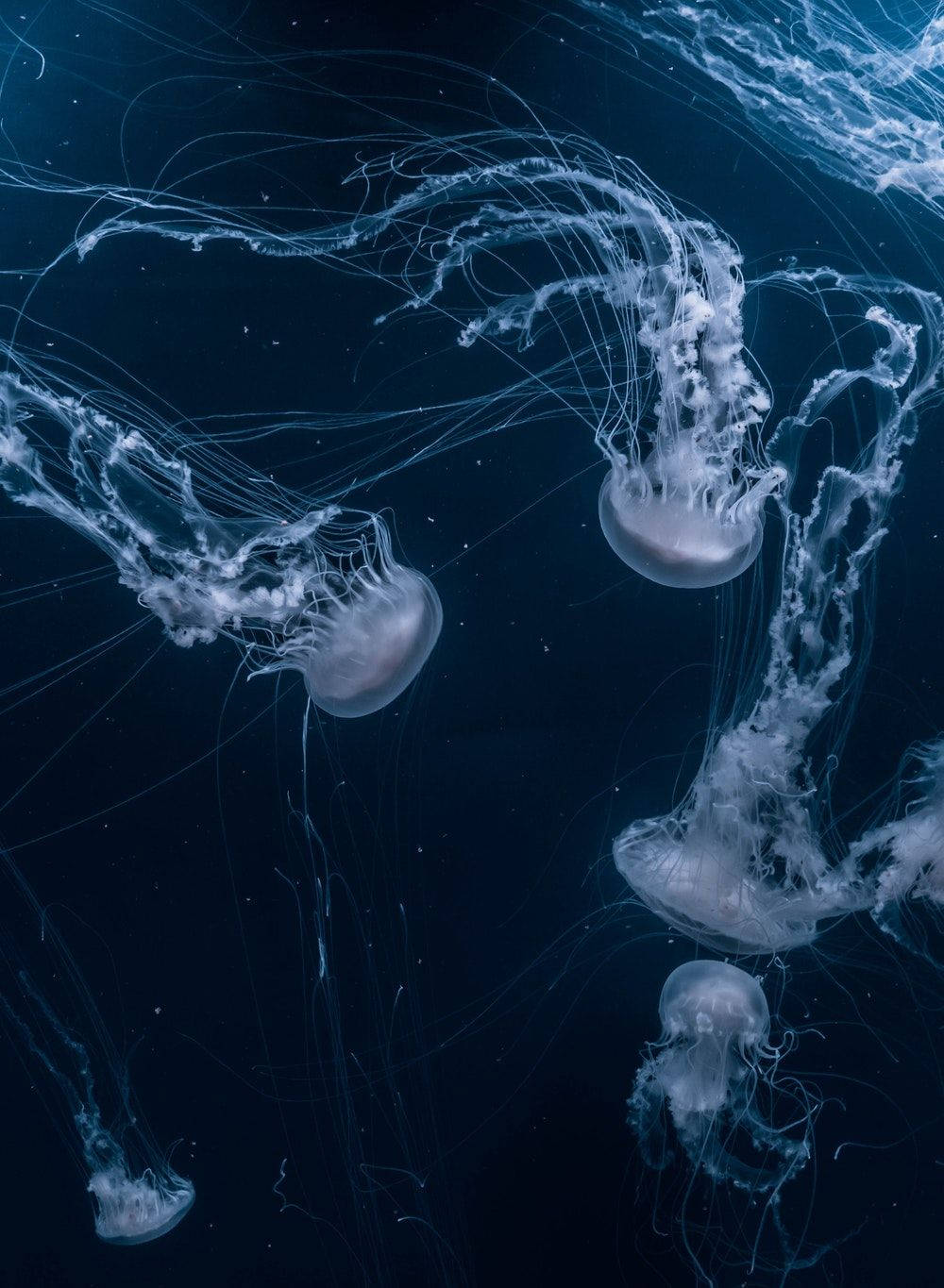半透明水母漂浮在黑暗的海水中，帶有發光的觸手。 — 水母 GIF 壁紙