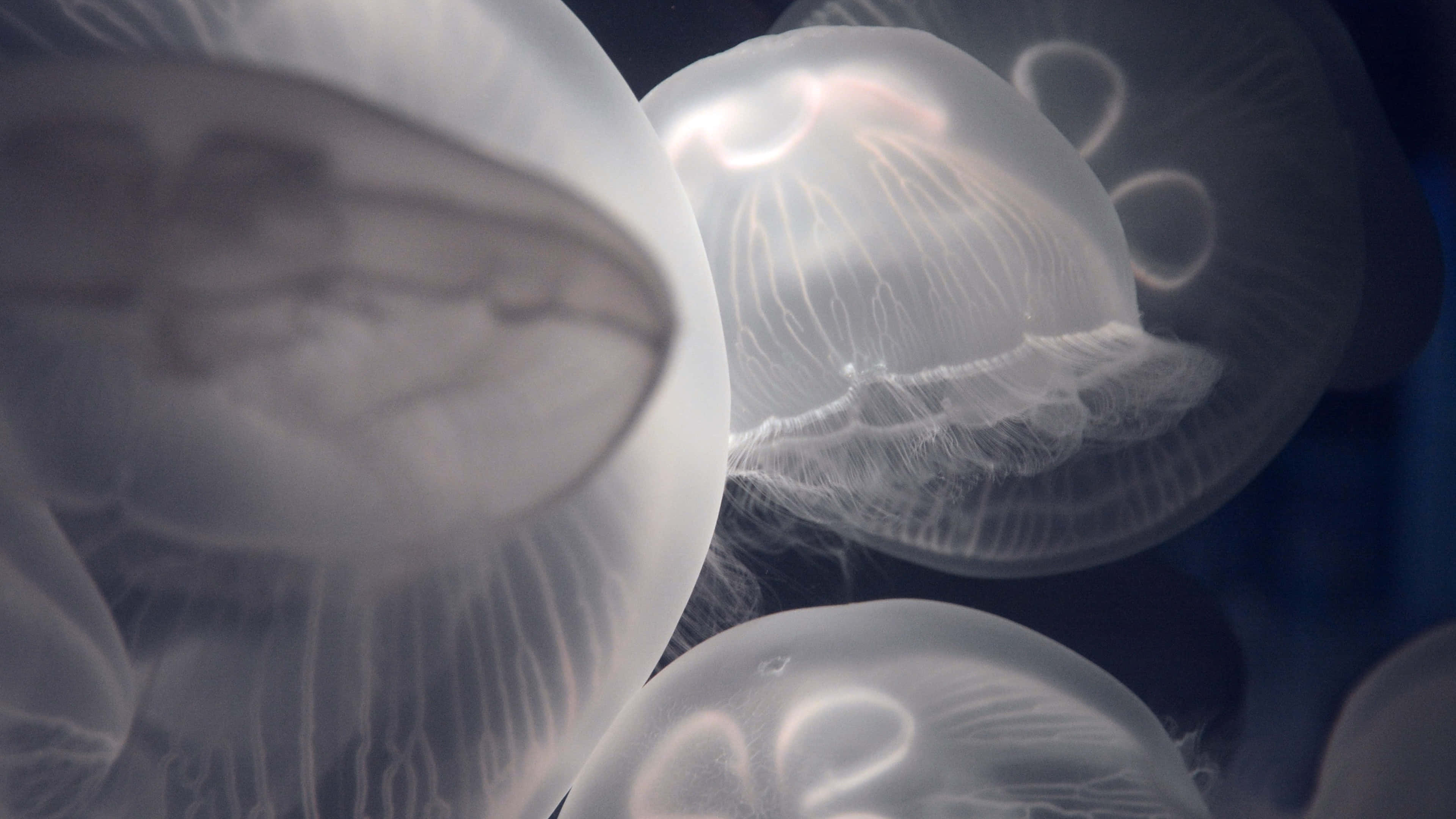 4K Jellyfish 桌布 壁紙 — 發光的半透明水母在深藍色海水中優雅地漂流，它們纖細的觸手被柔和地照亮。