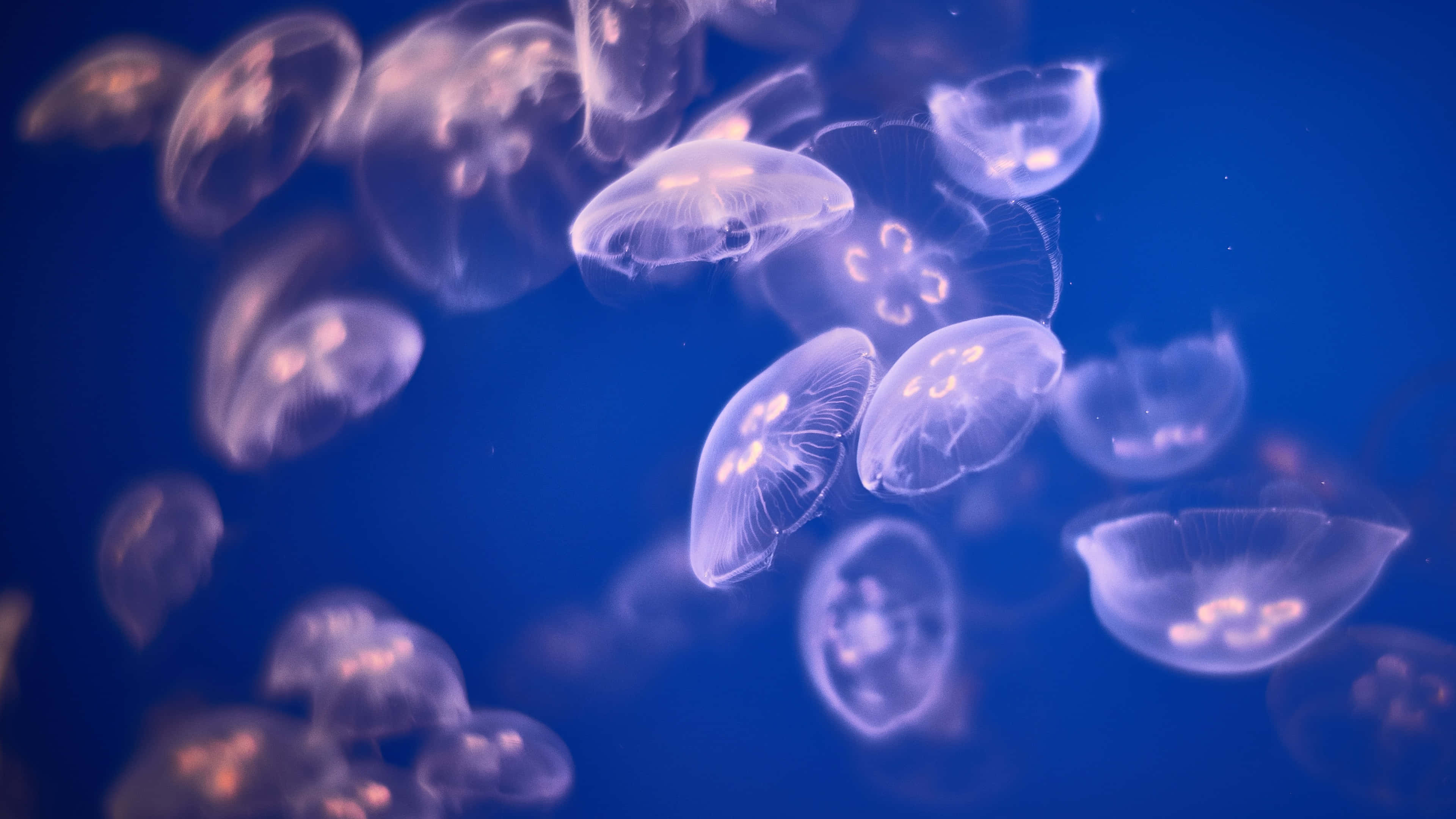 4K Jellyfish 桌布 壁紙 — 發光的半透明水母在深藍色海水中優雅地漂流，營造出寧靜的水下場景。