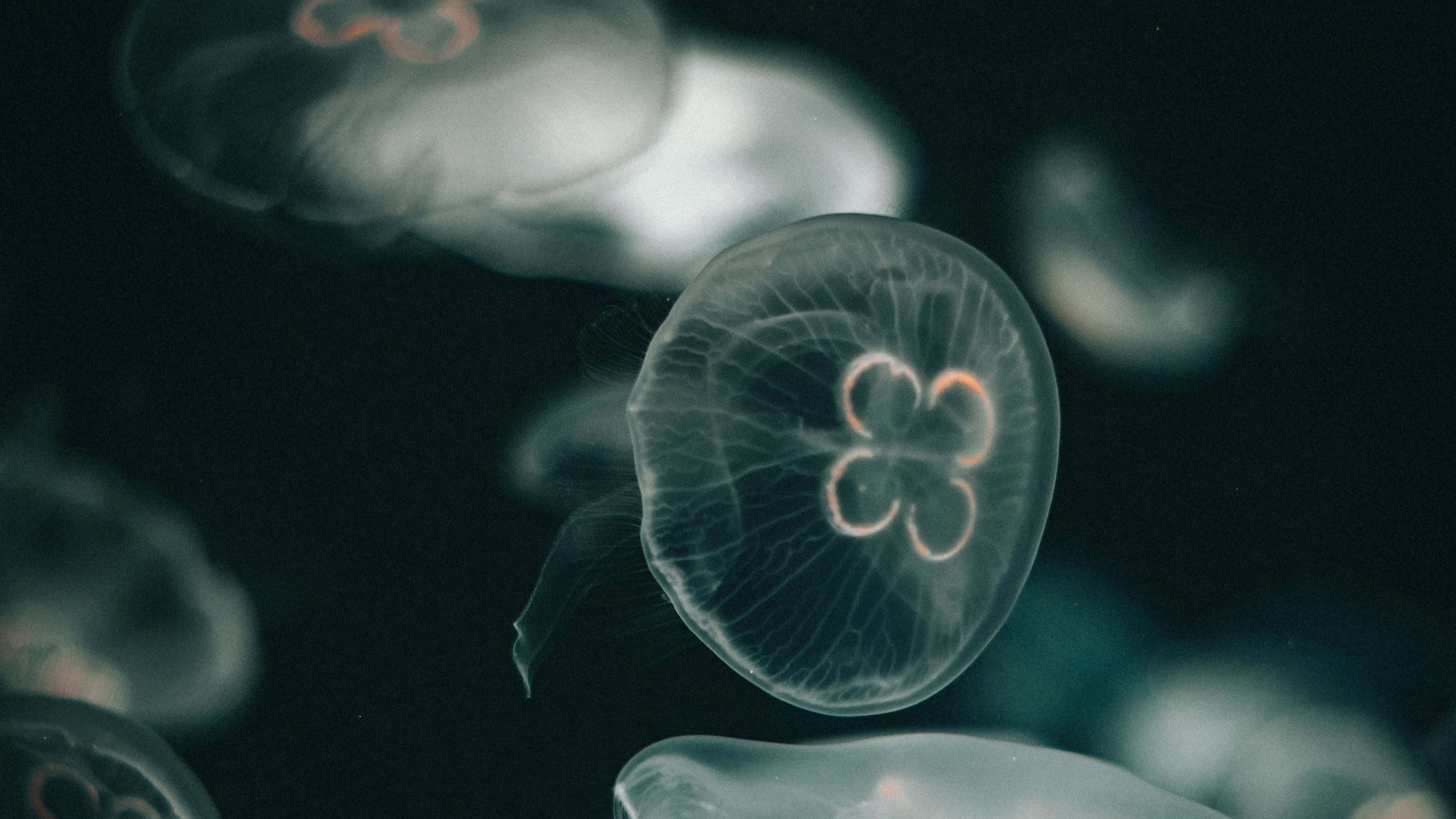 4K Jellyfish 桌布 壁紙 — 發光的半透明水母在黑暗的海水中優雅地漂浮，帶有柔和的橙色點綴。