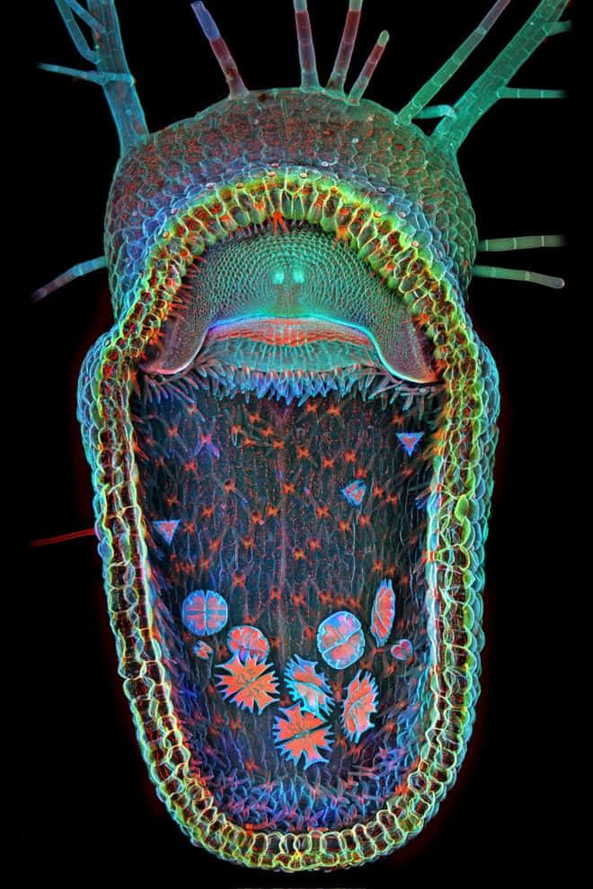 發光的彎曲捕蟲草顯微圖 壁紙 — 一個充滿活力的微生物，在黑色背景上帶有發光的綠色、藍色和紅色圖案。