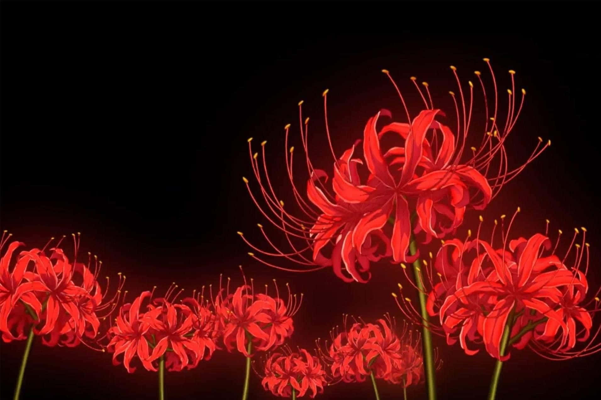 紅色蜘蛛百合在黑色背景上帶有發光的雄蕊。 — 花 壁紙