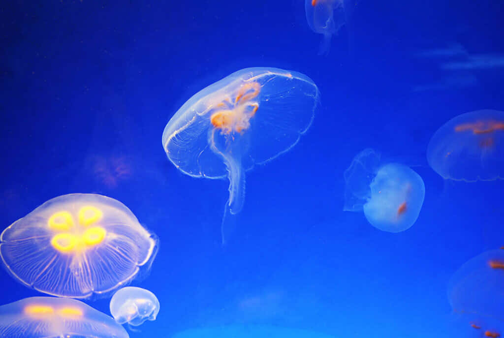 Aquatic 桌布 壁紙 — 發光的橙色和白色水母在深藍色海水中優雅地漂浮，營造出寧靜的海底場景。