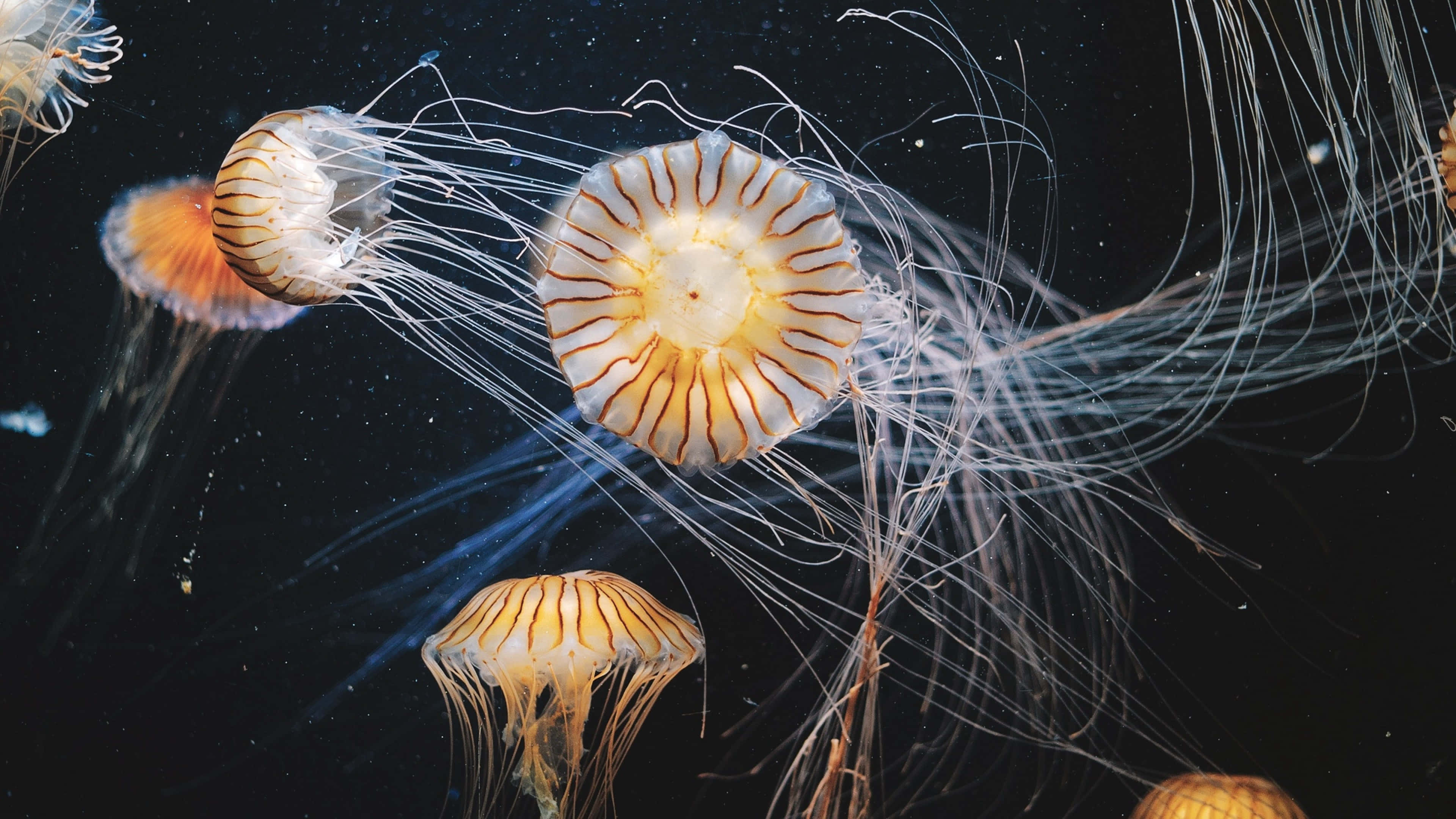 4K Jellyfish 桌布 壁紙 — 發光的橙色和白色水母在黑暗的海水中優雅地漂流，細長的觸手飄動。