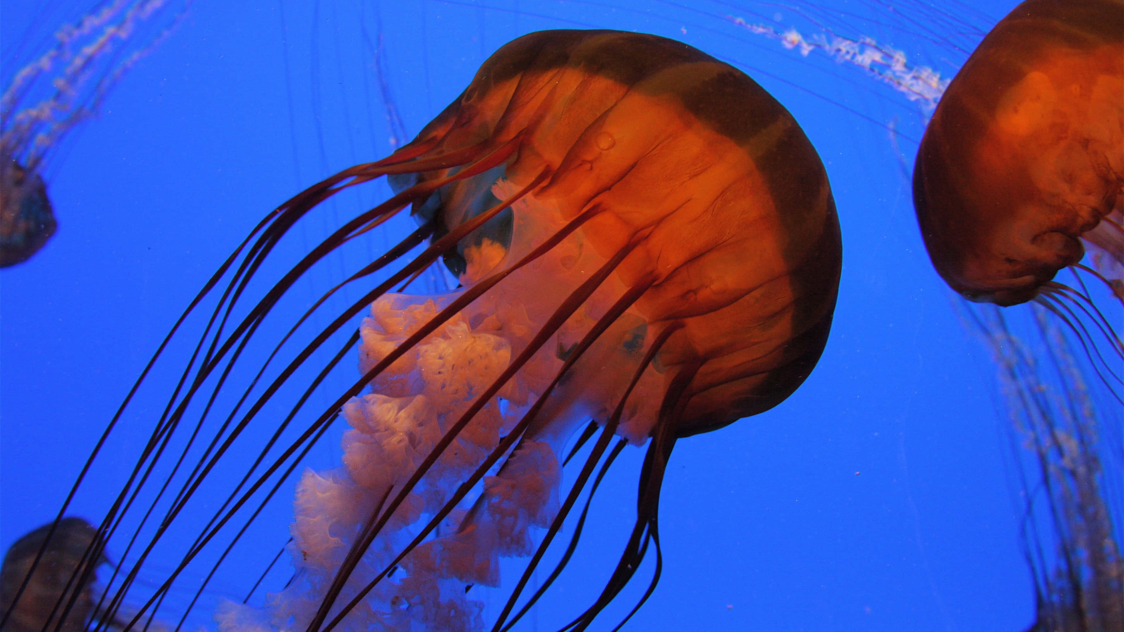 4K Jellyfish 桌布 壁紙 — 發光的橙色水母拖著長長的觸手，優雅地在深藍色海水中漂流。