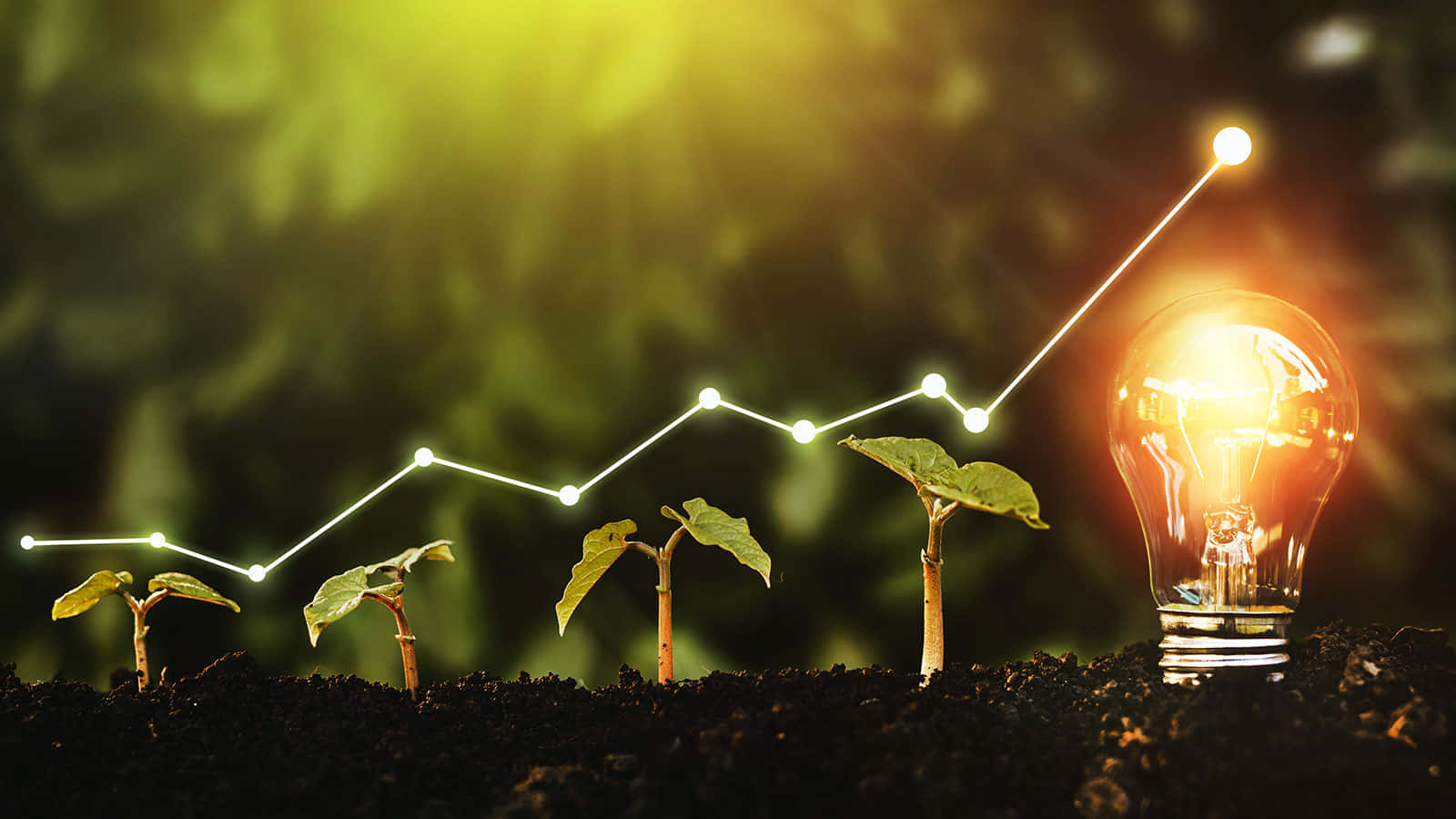 Green Finance 桌布 壁紙 — 發光的燈泡和成長中的幼苗在陽光照射的綠色背景下形成向上的圖表。
