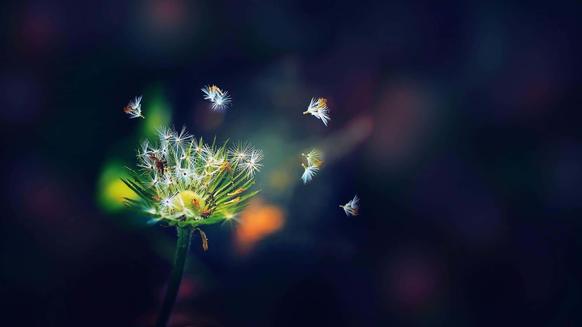 Dandelion 桌布 壁紙 — 發光的蒲公英種子頭將蓬鬆的種子釋放到帶有溫暖光點的暗色散景背景中。