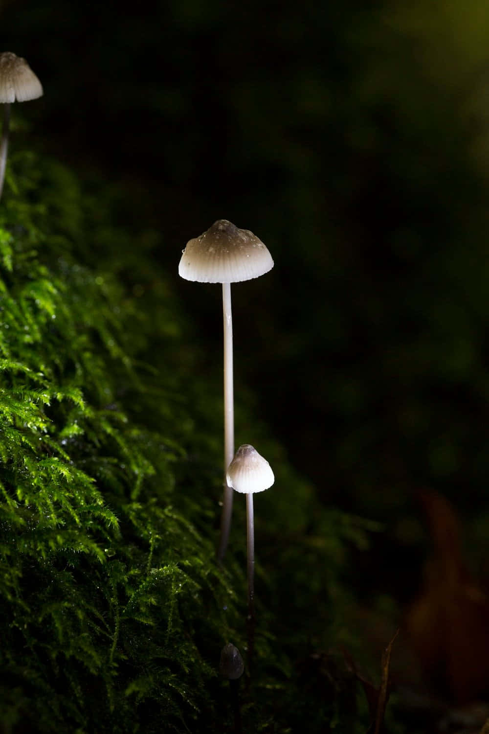 在森林中，鮮綠色苔蘚上生長的小白色蘑菇。