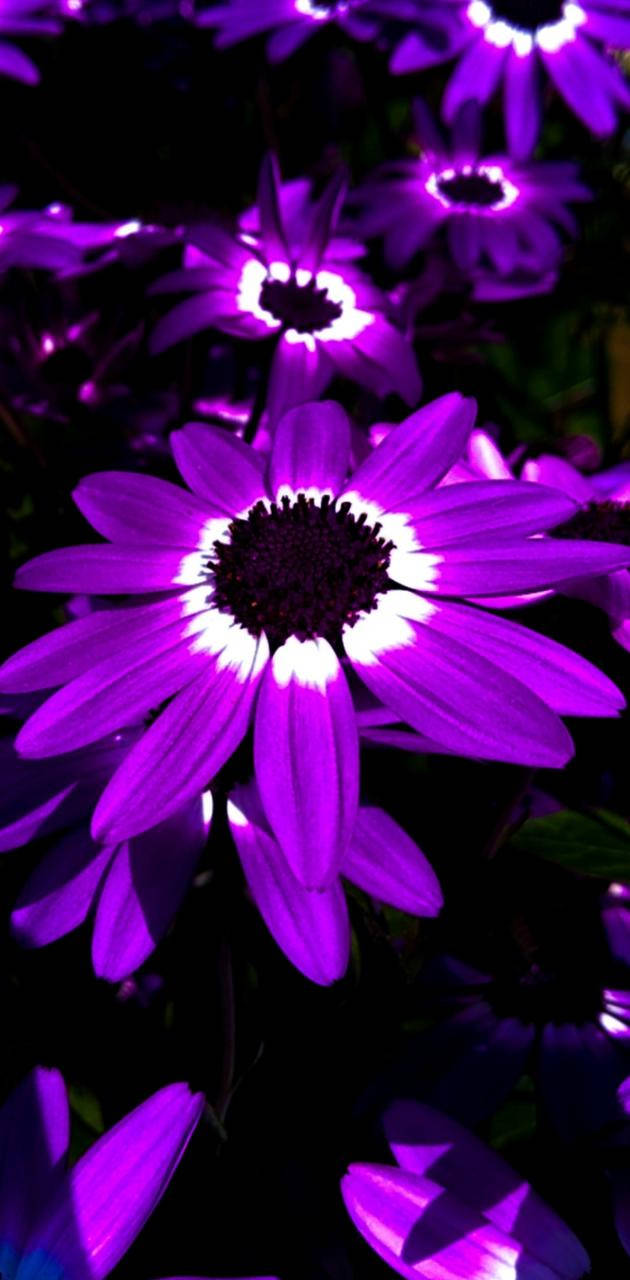 帶有發光白色中心的紫色雛菊在黑暗中綻放。