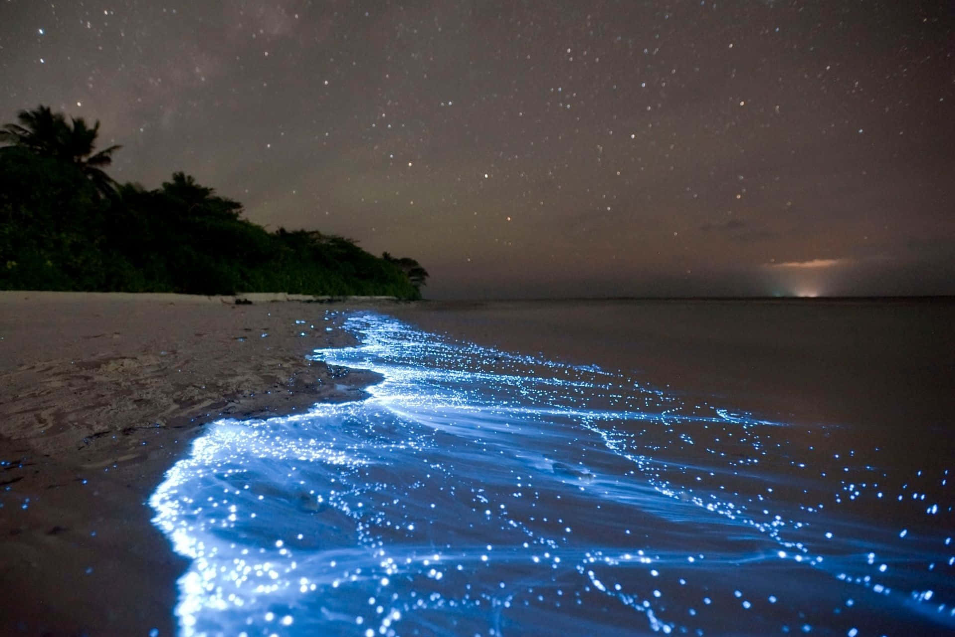 發光藍色波浪夜間海灘 壁紙 — 發光的藍色生物螢光波浪拍打著星空夜晚的海灘，棕櫚樹形成剪影。