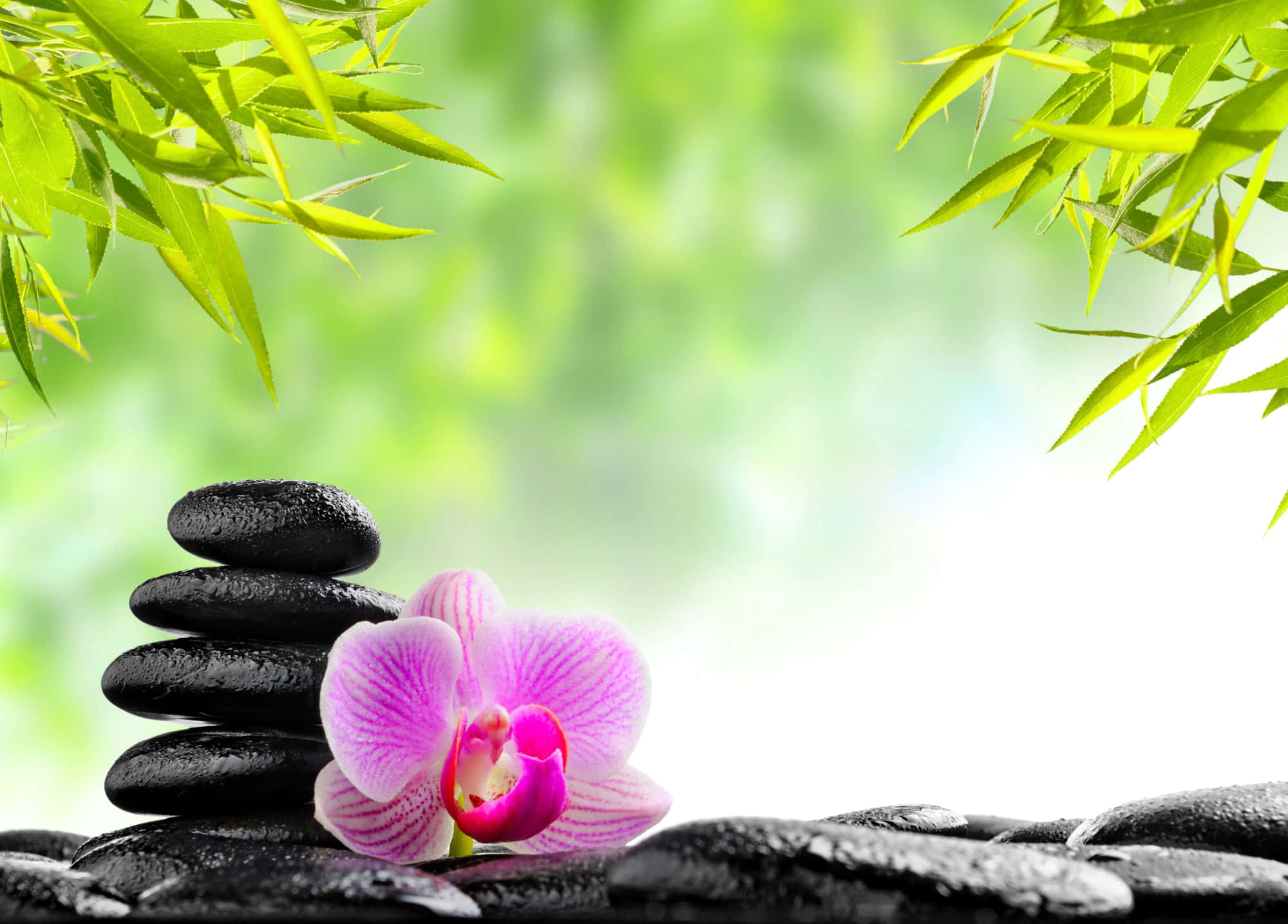 發現內在平靜 壁紙 — 一朵鮮豔的粉紅色蘭花放在一堆光滑的黑色石頭旁邊，周圍環繞著茂密的綠色竹葉。