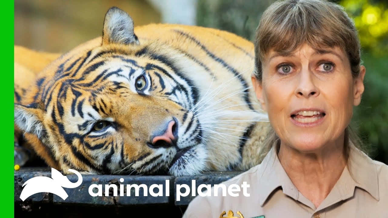 一位動物園管理員喺紀錄片風格嘅場景中，喺一隻大老虎旁邊講嘢。
