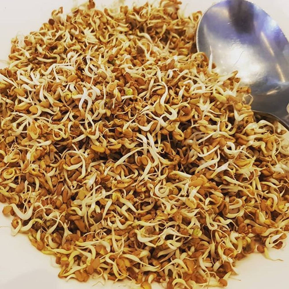 發芽的茴香 Methi 壁紙 — 一堆金棕色芽菜的近距離特寫，帶有白色捲鬚，旁邊放著一個閃亮的勺子。