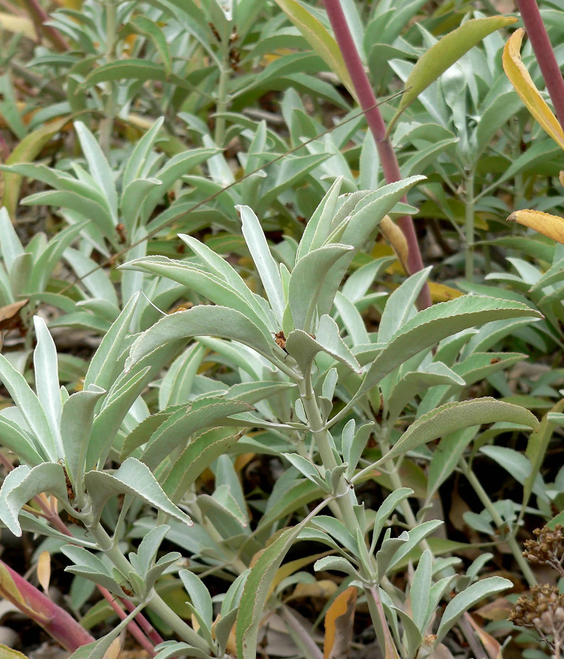 白 sage 植物 壁紙 — 自然光下，銀綠色葉片、鋸齒邊緣及微紅莖幹的特寫。