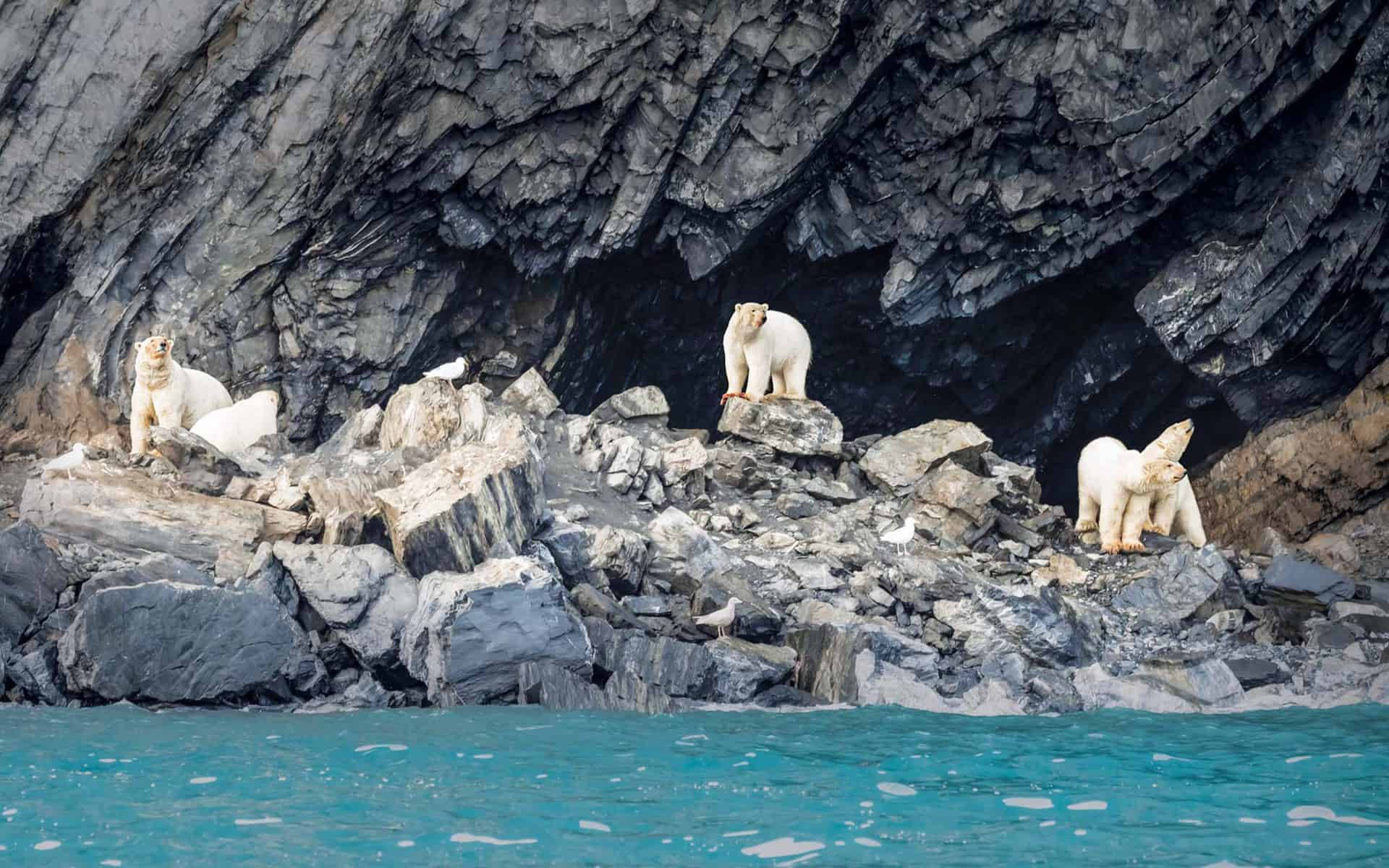 白令海 壁紙 — 三隻北極熊在深色懸崖下的碧綠水邊粗糙灰色岩石上休息。