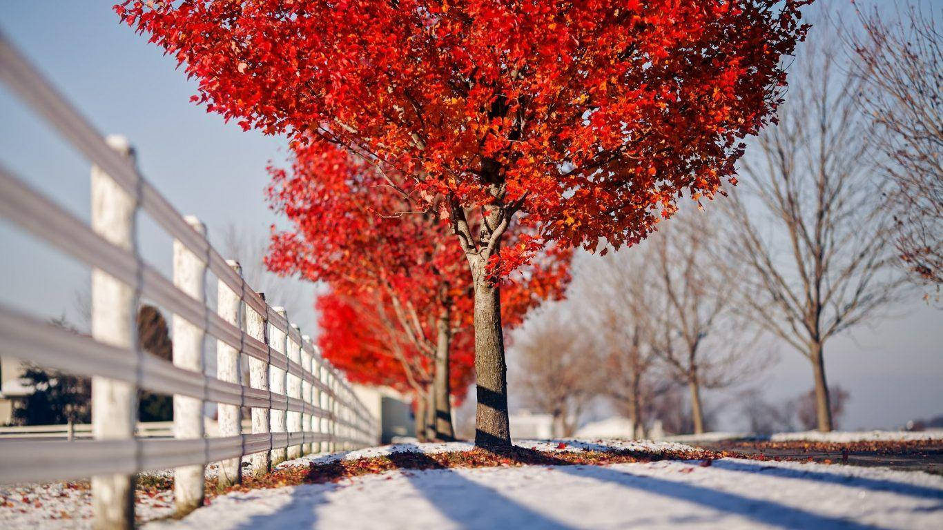 白俄羅斯冬季風景 壁紙 — 鮮紅的楓樹在雪中成排站立，旁邊是白色籬笆，頭頂是清澈的藍天。