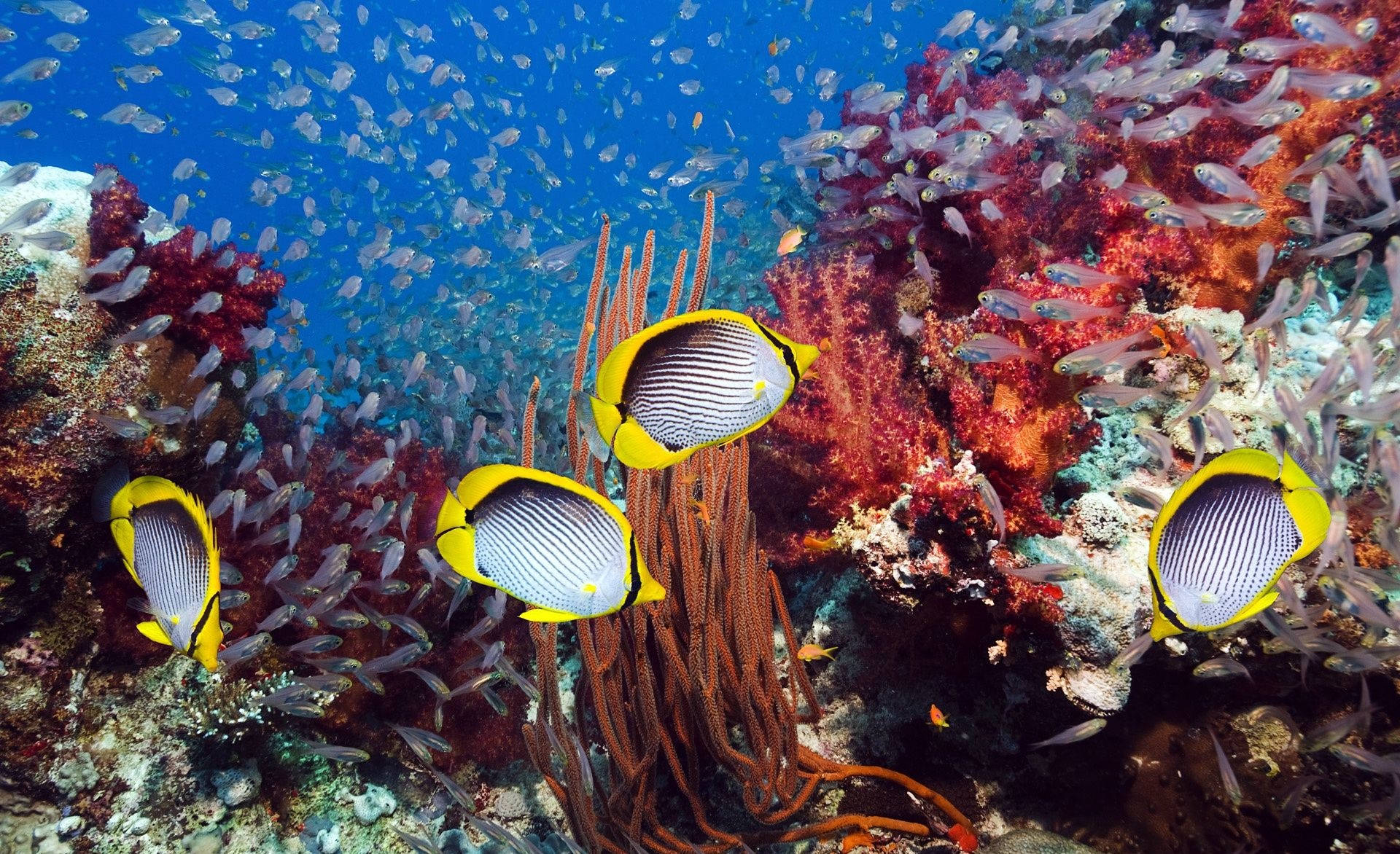 蝴蝶魚在珊瑚和小魚之間游動，構成充滿活力的海底場景。