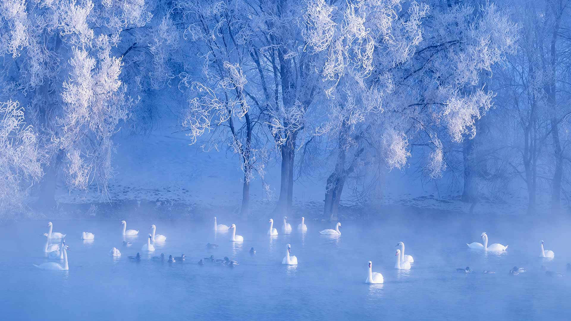 winter solstice 桌布 壁紙 — 白天鵝在霧氣瀰漫的藍色水面上滑行，下方是覆蓋著霜的樹木，呈現寧靜的冬日景象。