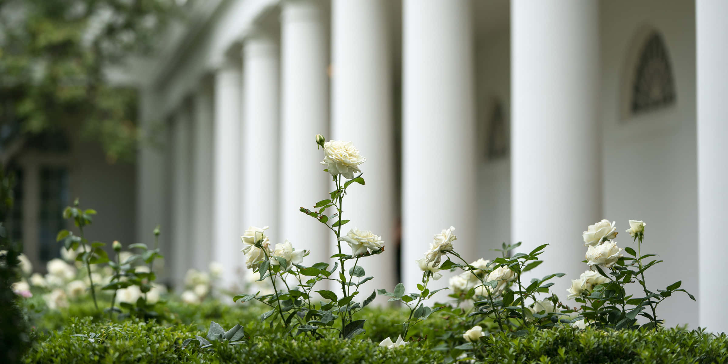 白宮玫瑰園盛開美景 壁紙 — 白色玫瑰在前景盛開，宏偉建築的白色大柱在後方柔和模糊。