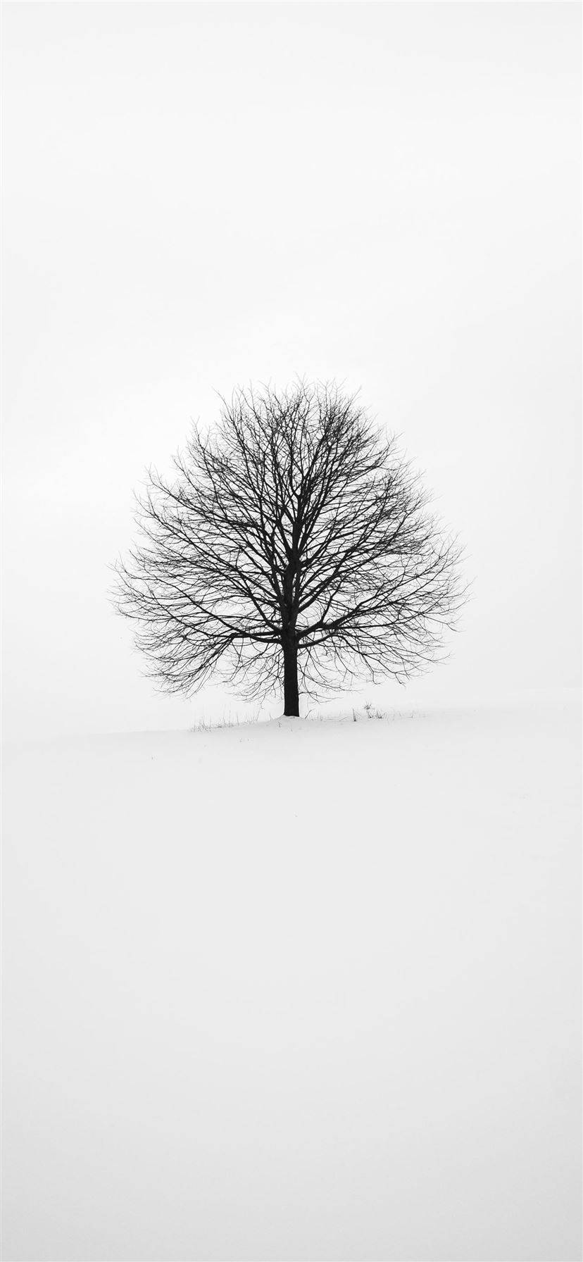 白底iPhone無葉樹 壁紙 — 一棵孤獨的禿樹在陰沉的冬日天空下，與雪地形成鮮明對比。