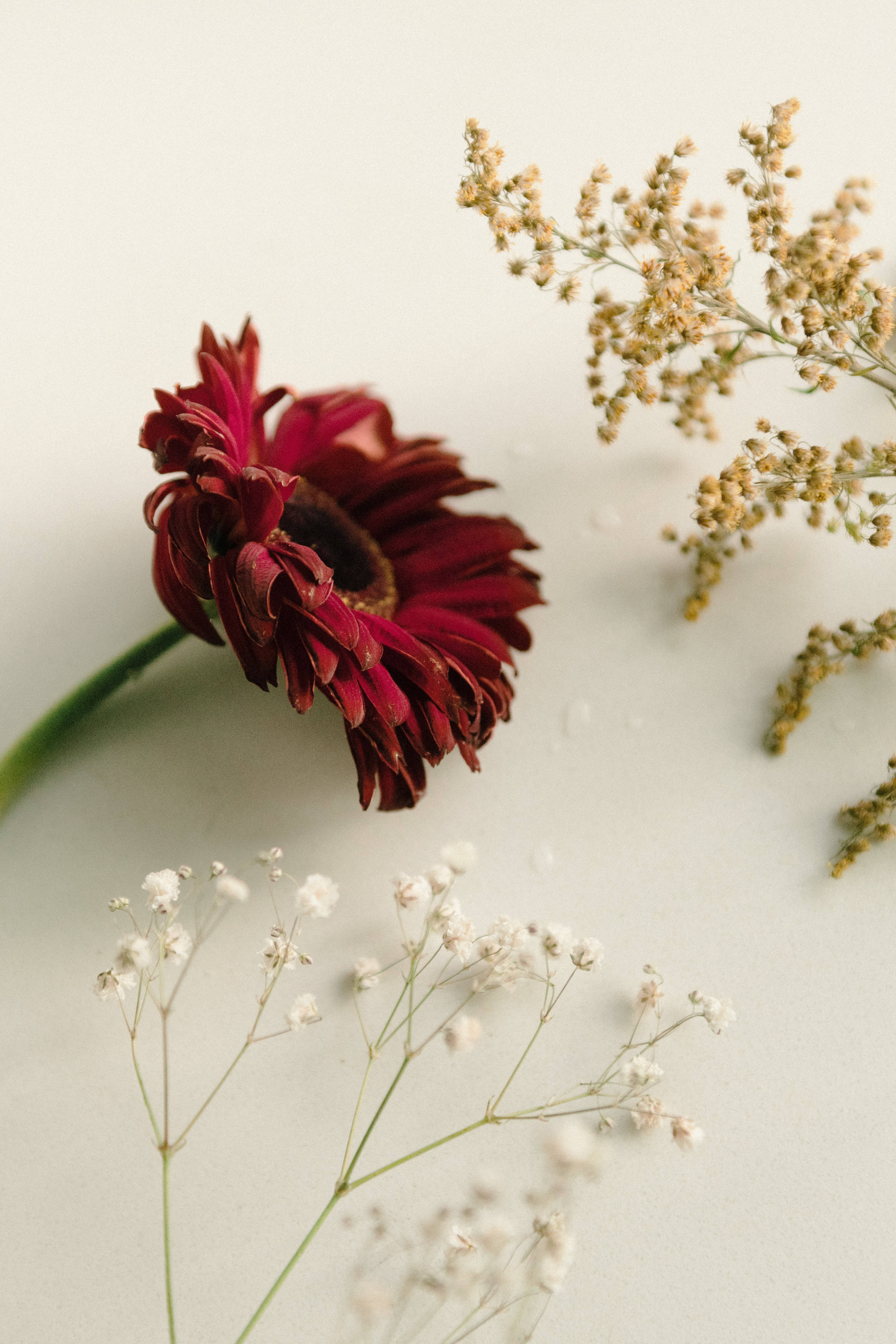 白底紅白花朵 壁紙 — 一朵深紅色的乾燥非洲菊雛菊，旁邊放著精緻的白色和米色乾燥滿天星和羽毛狀的草，在柔軟的米白色表面上。