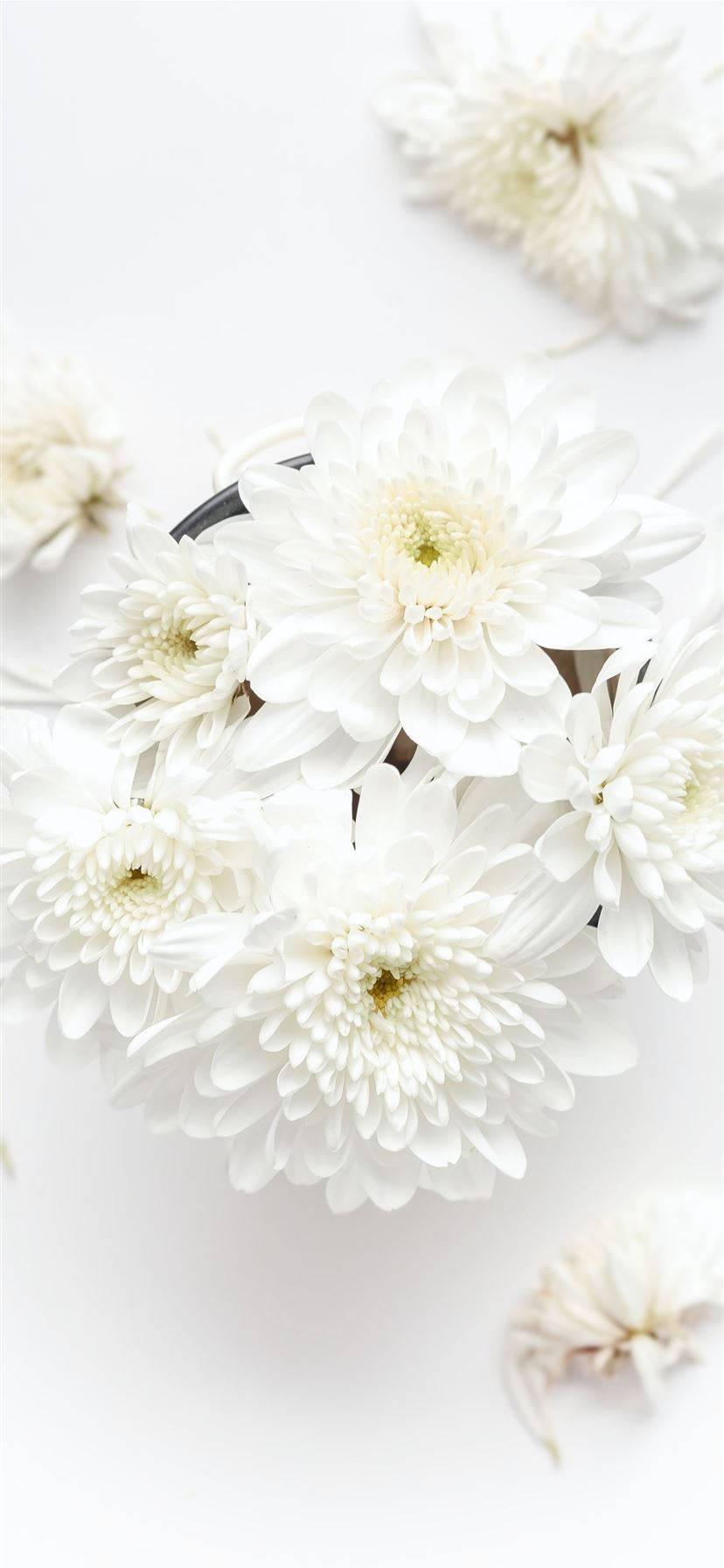 白底菊花 iPhone 壁紙 — 純白菊花精緻地插在深色花瓶中，襯以潔白背景。
