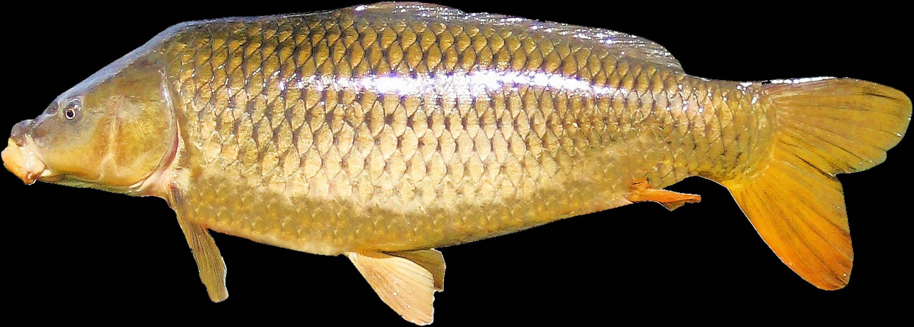 白底金鯉魚插畫 壁紙 — 黑色背景上，一條金色鯉魚的詳細側面圖，帶有紋理鱗片和半透明魚鰭。