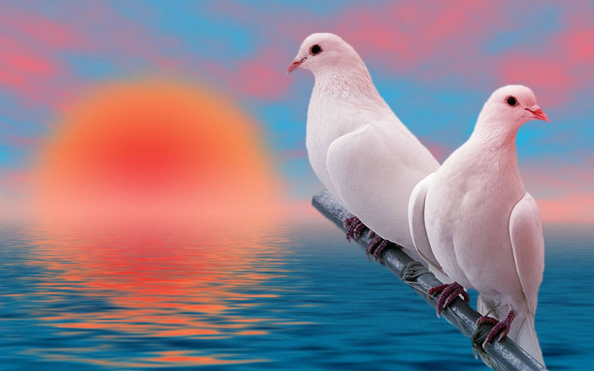 白愛鳥夕陽編輯 壁紙 — 兩隻白鴿棲息在平靜水面上的樹枝上，一輪充滿活力的橙色夕陽在粉紅和藍色的天空中落下。