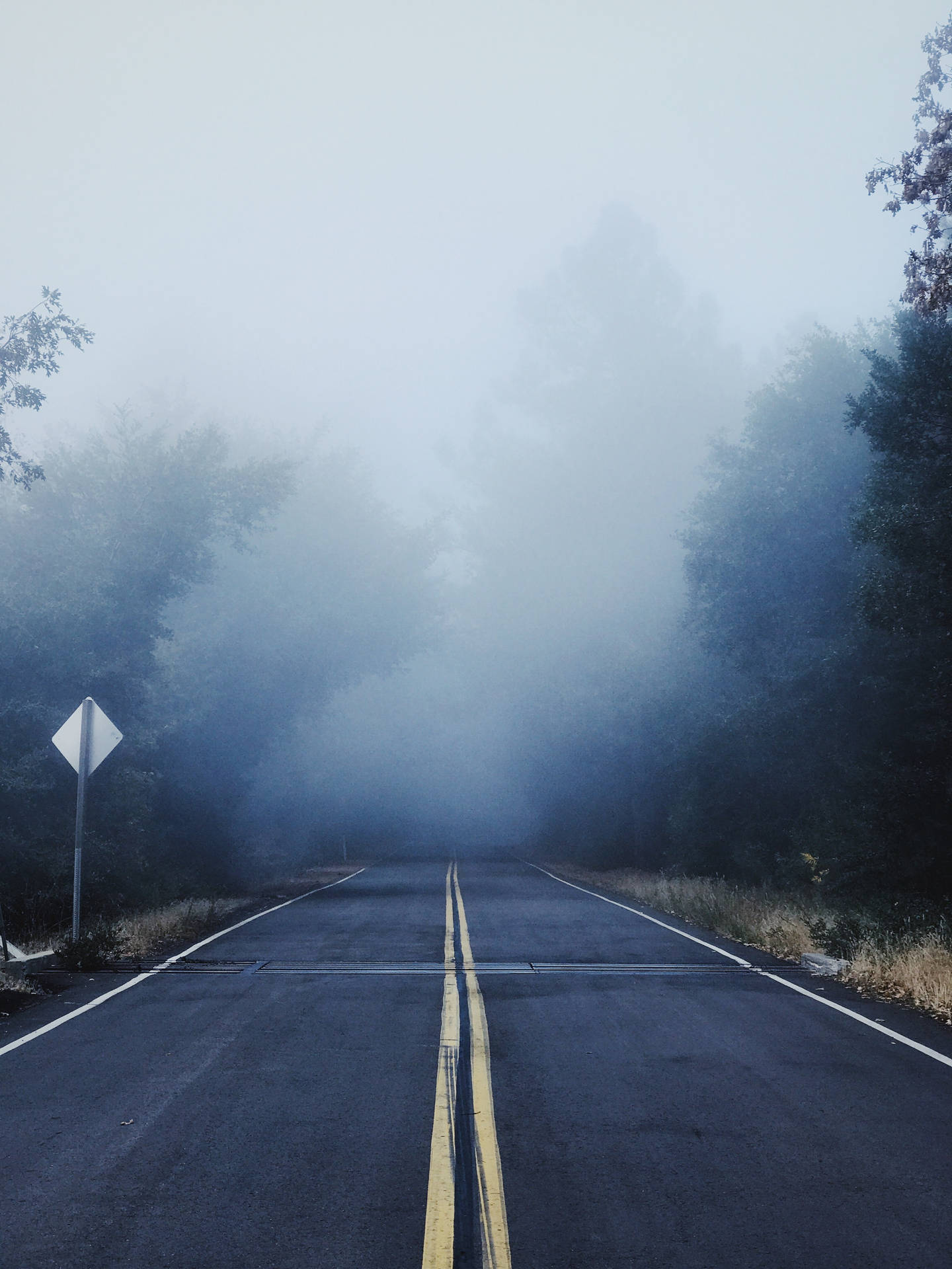 一條安靜的道路消失在黎明時分被樹木環繞的霧氣中。